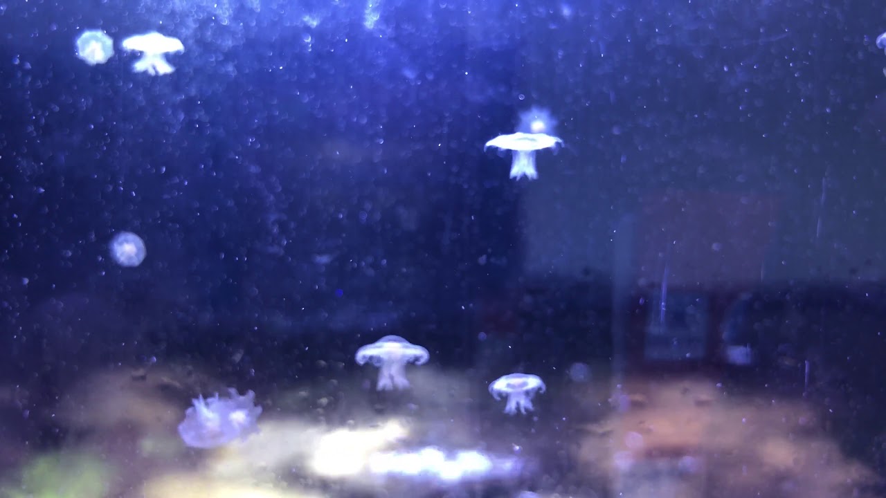 Fried egg jellyfish