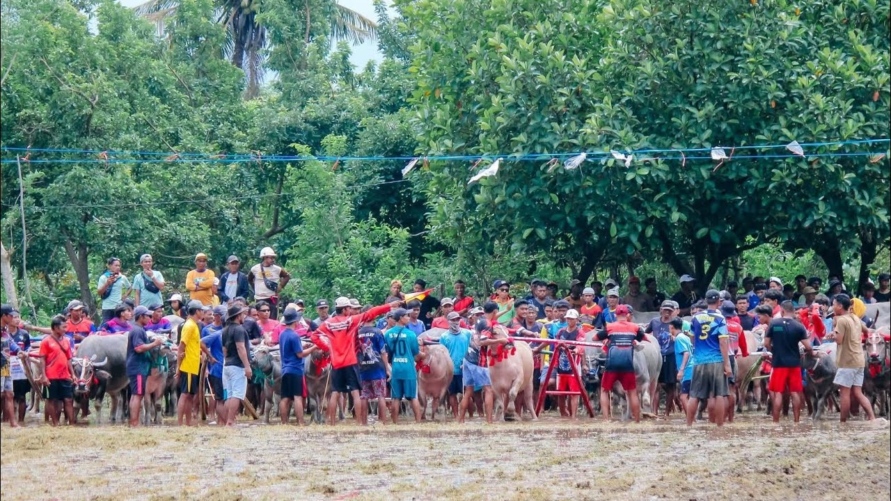 BARAPAN KEBO SIRKUIT TUA KODA JOROK UTAN 