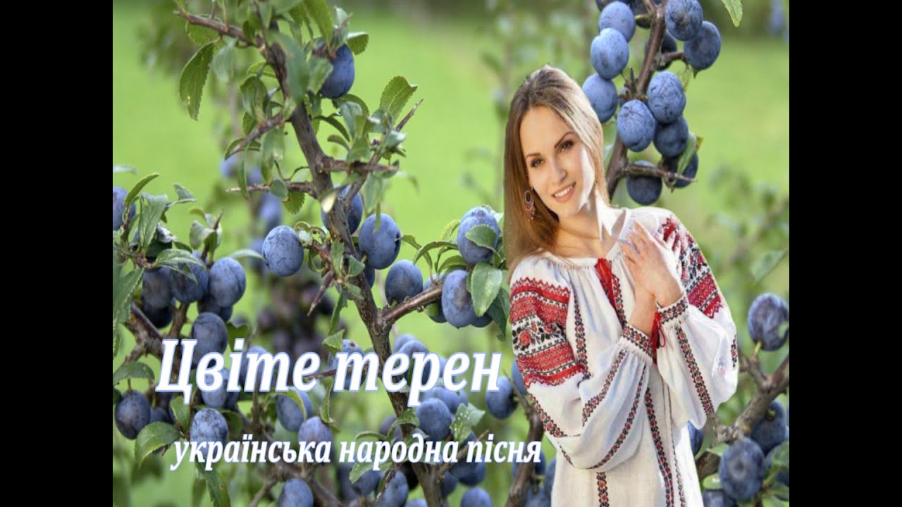 Цвіте терен