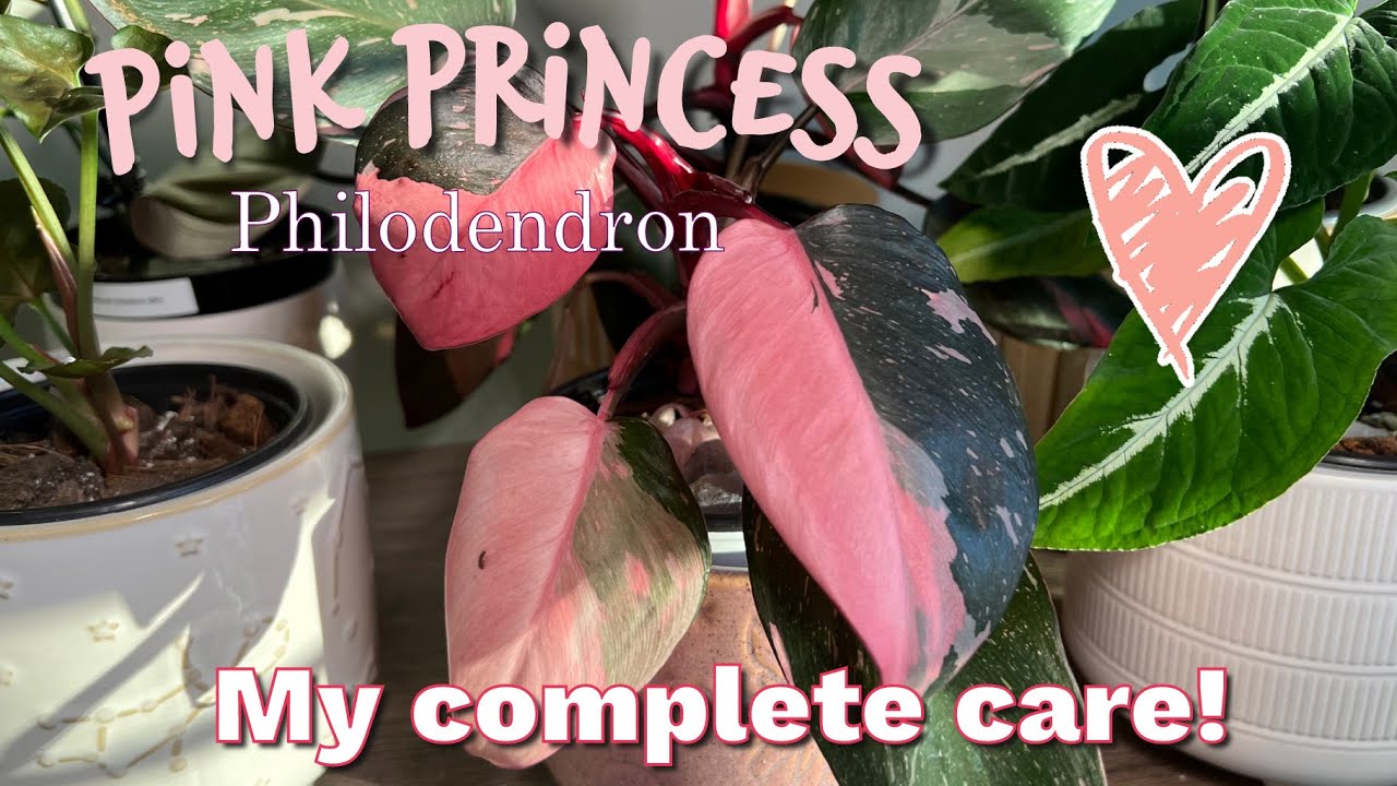 My philodendron PINK PRINCESS care | TIPS and TRICKS! | How to encourage more PINK!
