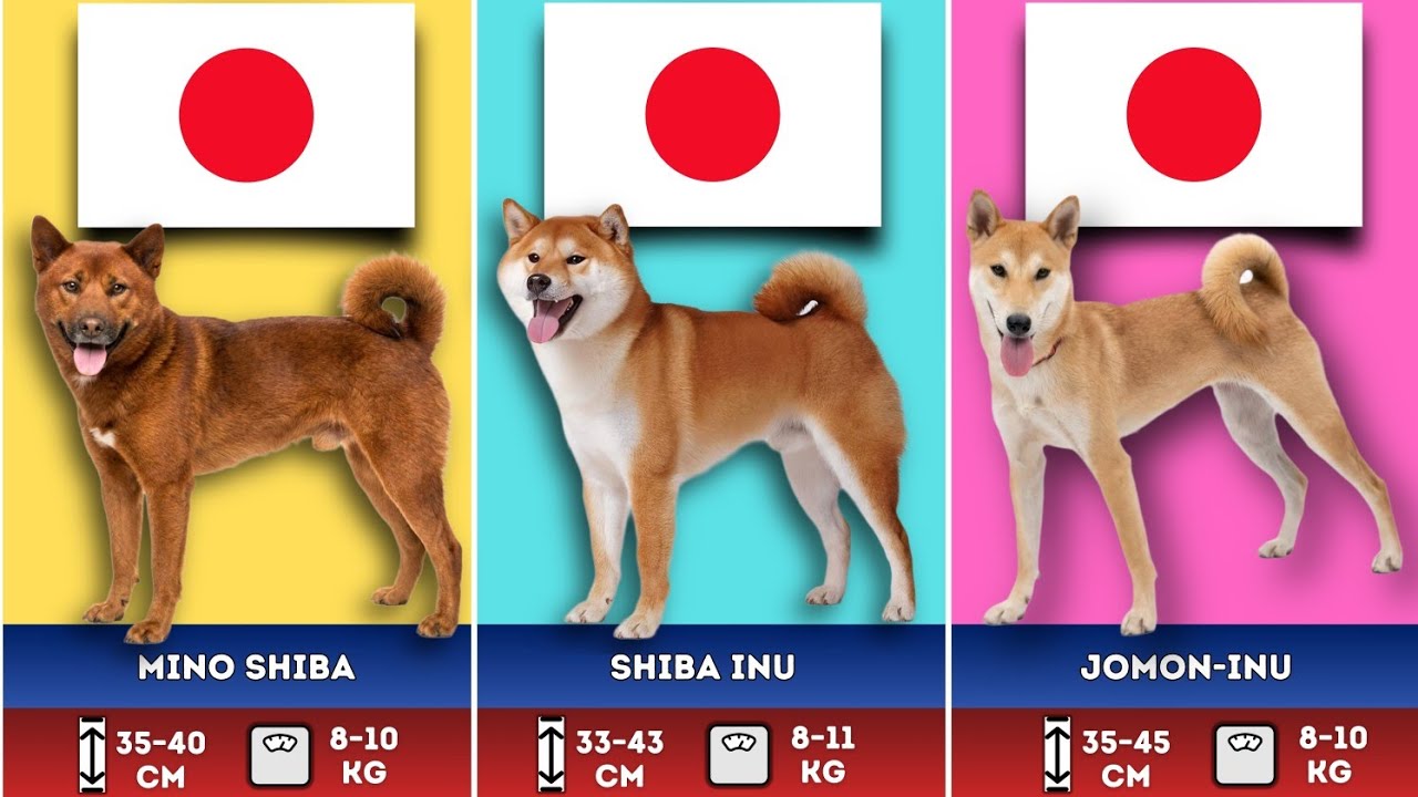 Every Dog Breed from Japan: Ranked by Size