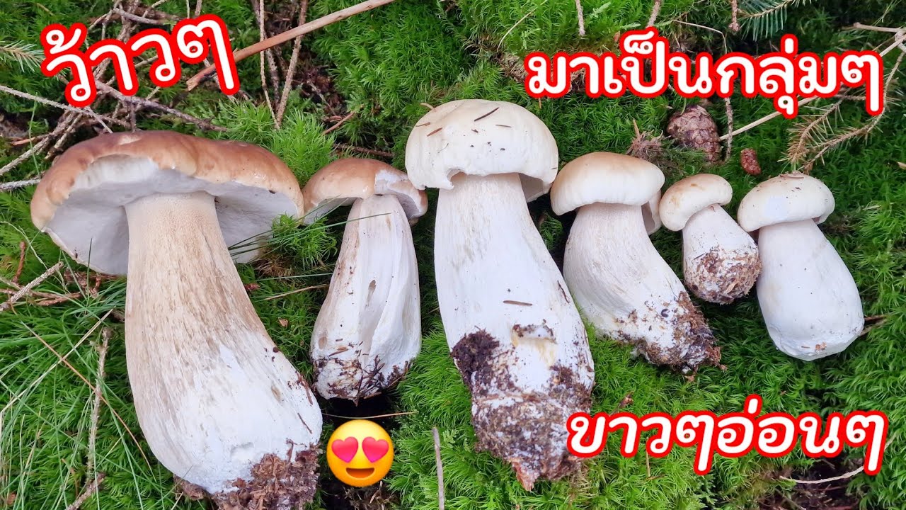 มาเป็นกลุ่มๆ😍เก็บเห็ดผึ้งหวานสองป่าหมานๆขาวๆอ่อนๆ🍄 #เก็บเห็ดในต่างแดน Steinpilz 06-10-2024