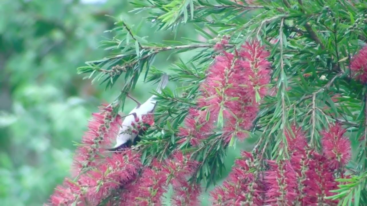 White-throated Honeyeater