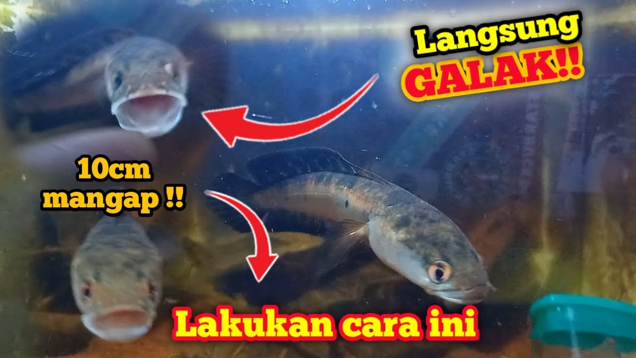 CARA MELATIH MENTAL CHANNA MARU BIAR GALAK & AGRESIF