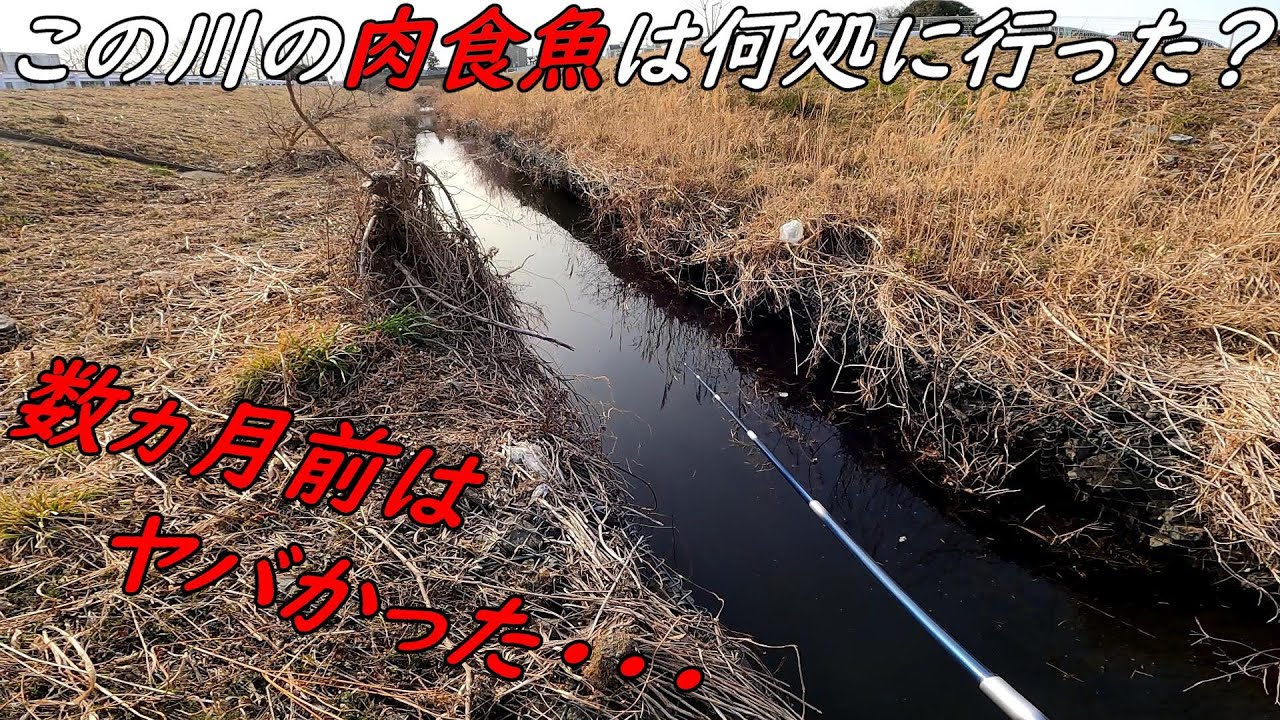 肉食魚に支配されてた川が・・・