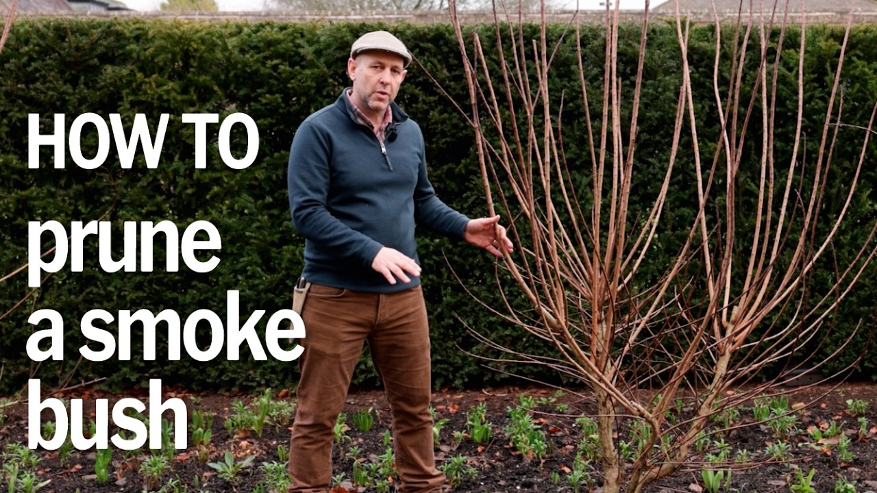 How to prune a Cotinus | Pollarding a smokebush