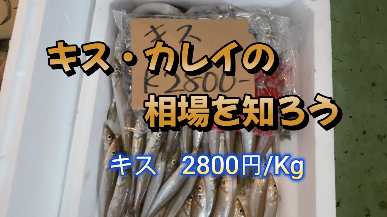 豊橋魚市場でキス・カレイの相場を知ろう