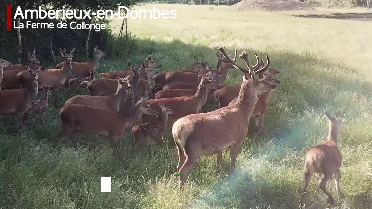 La Ferme de Collonge - Présentation des sites