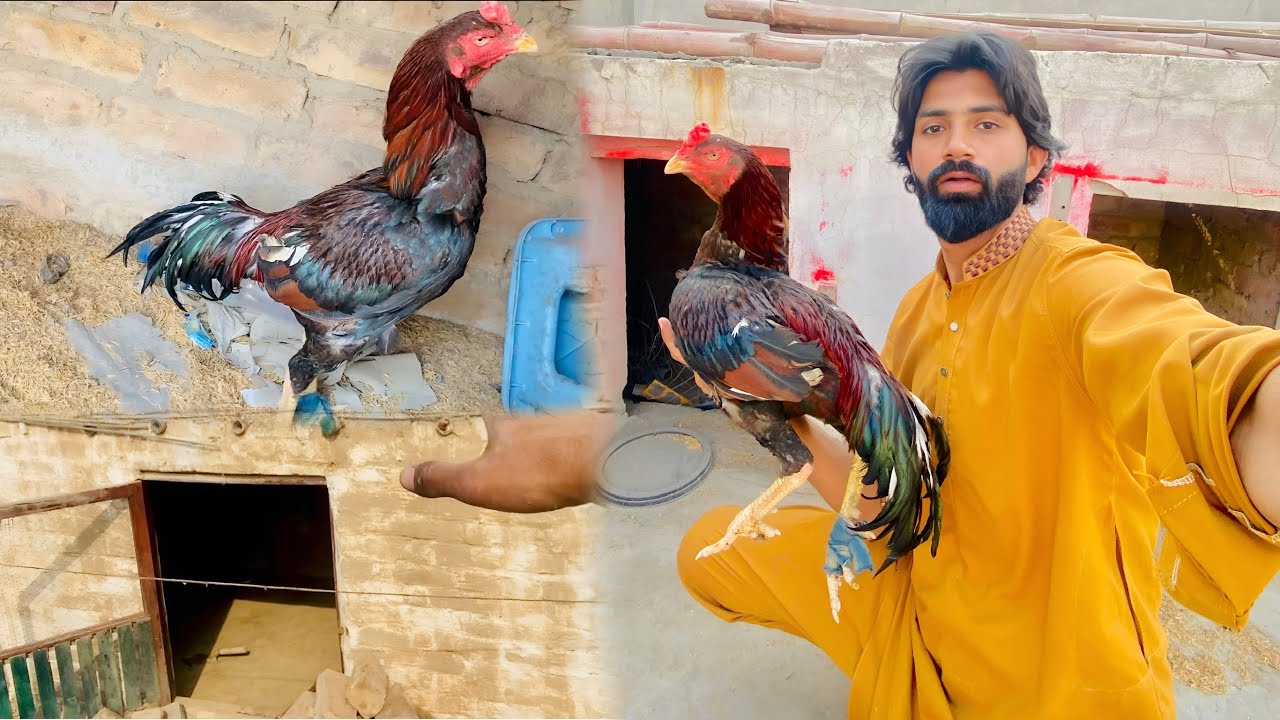 Aseel Murgh GIFT Mil Gaya!😱| Pigeon Cage Ki Safai | Birds Vlogging