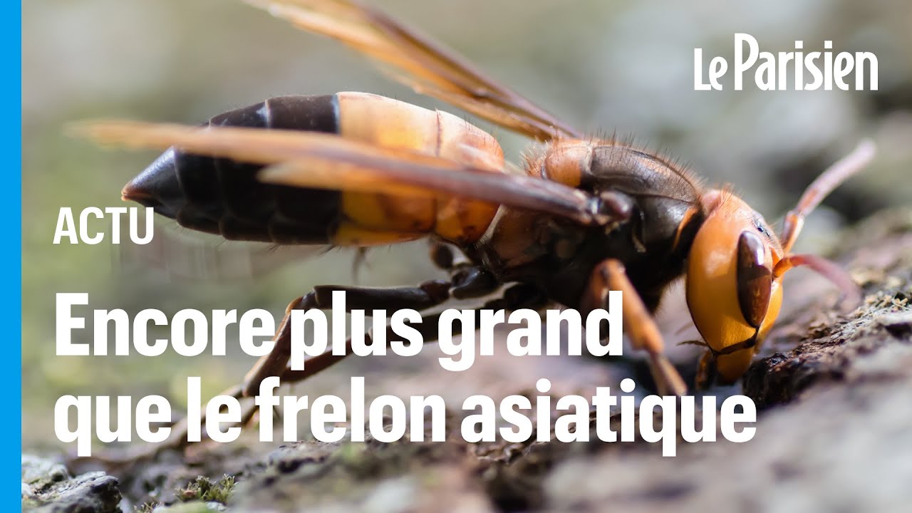 Une nouvelle esp&egrave;ce de frelon g&eacute;ant d&eacute;barque en Europe
