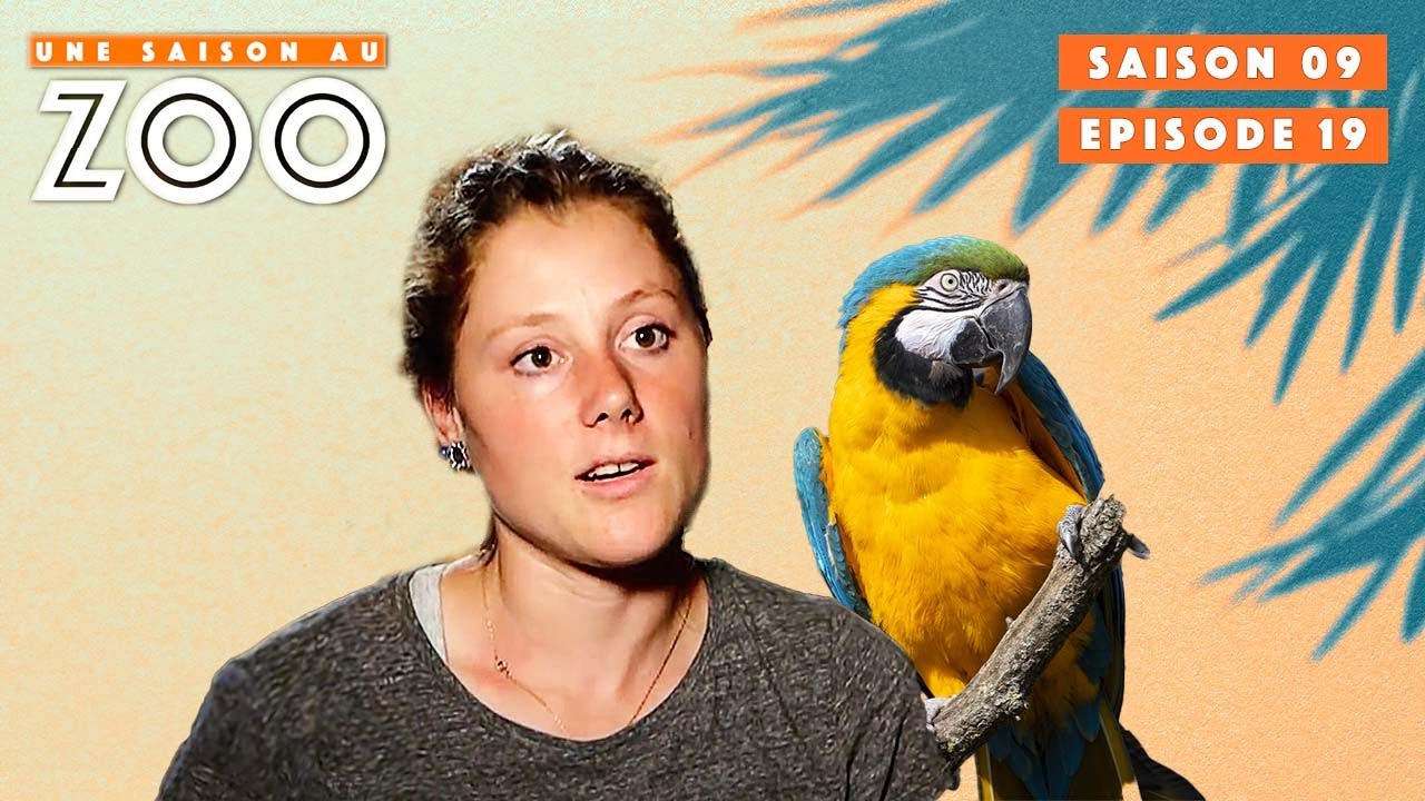 Charlotte à la rescousse du perroquet fugueur | S09EP19 | Émission Intégrale | Une Saison Au Zoo