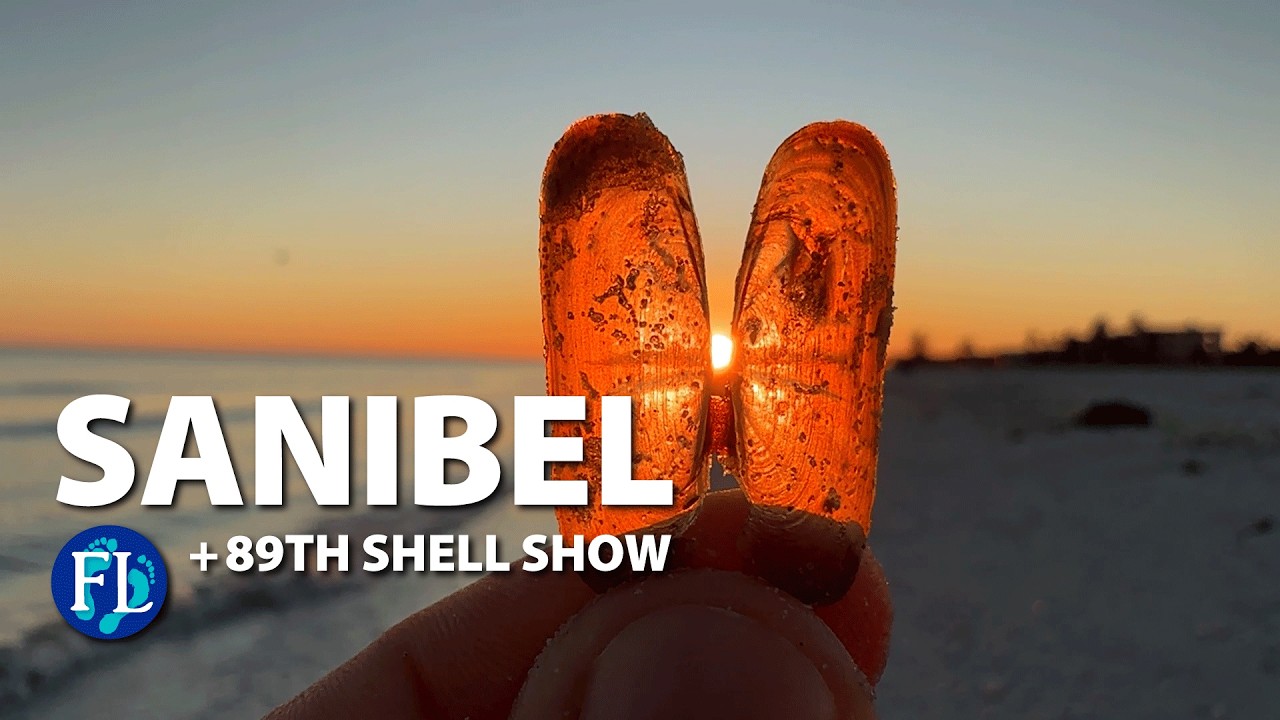 Shelling Sanibel Around the 89th Sanibel Shell Show
