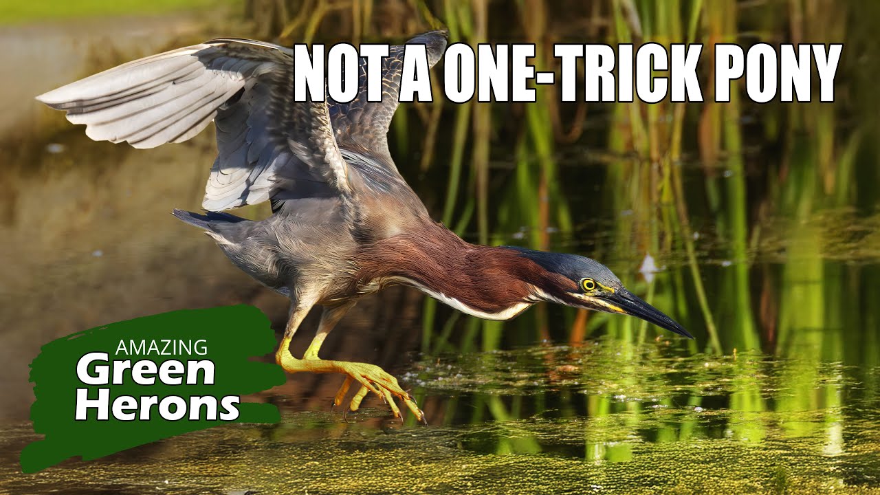 Clever Green Heron Super Hunter