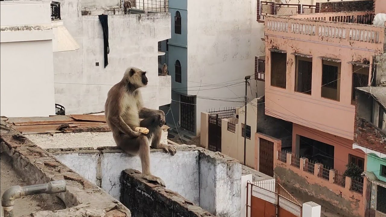 Aaj Maine black Monkey( Hanuman ji ) Ko Roti Khilaya 😍