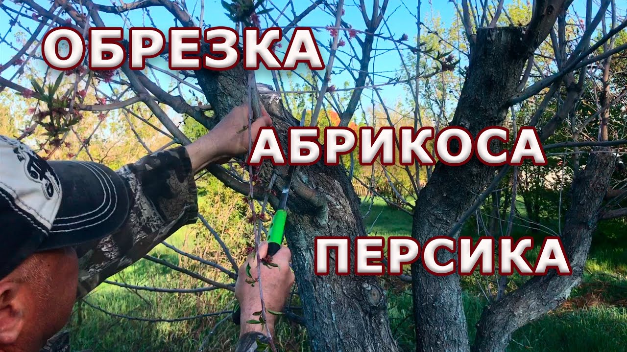 Правильная обрезка абрикоса и персика.