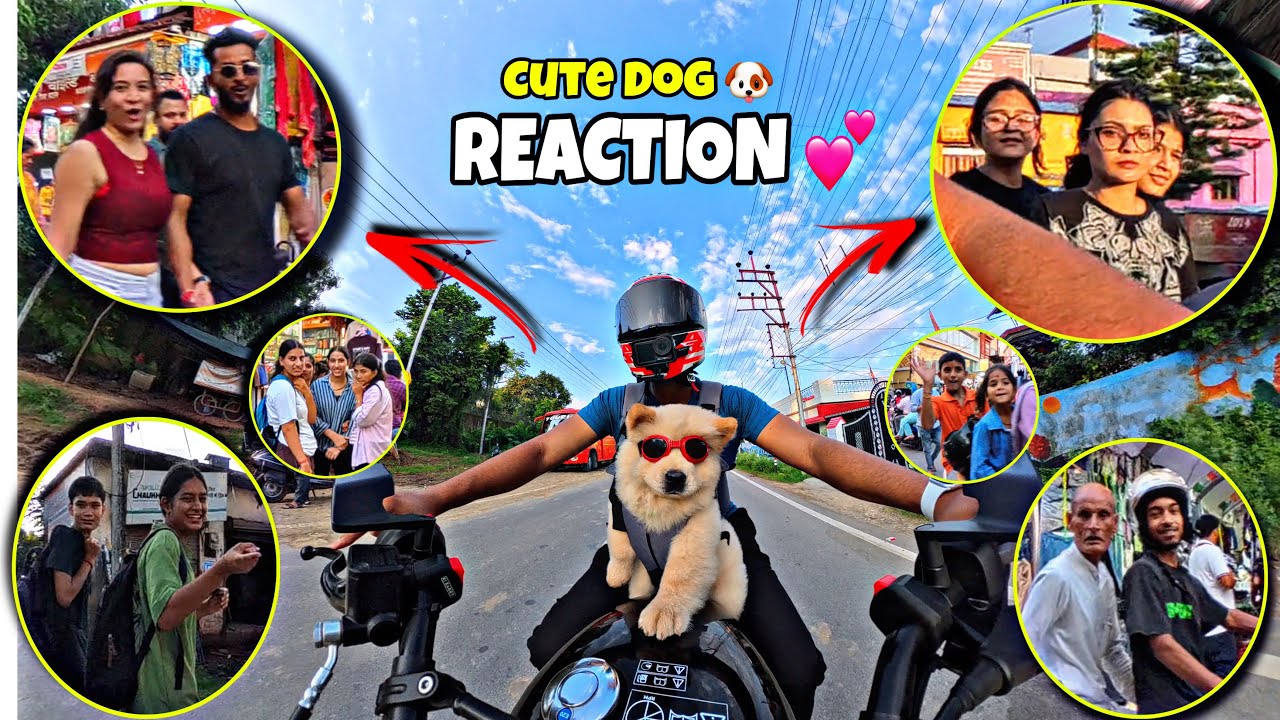 Public Reaction On My Chow Chow Dog 🐶 🥰✨💕 #reaction #dog #publicreaction 