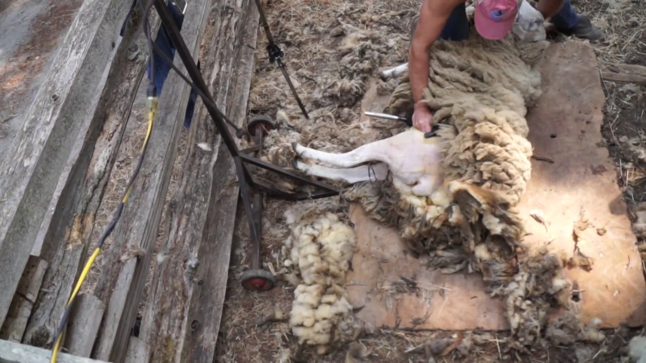 shearing a double fleece