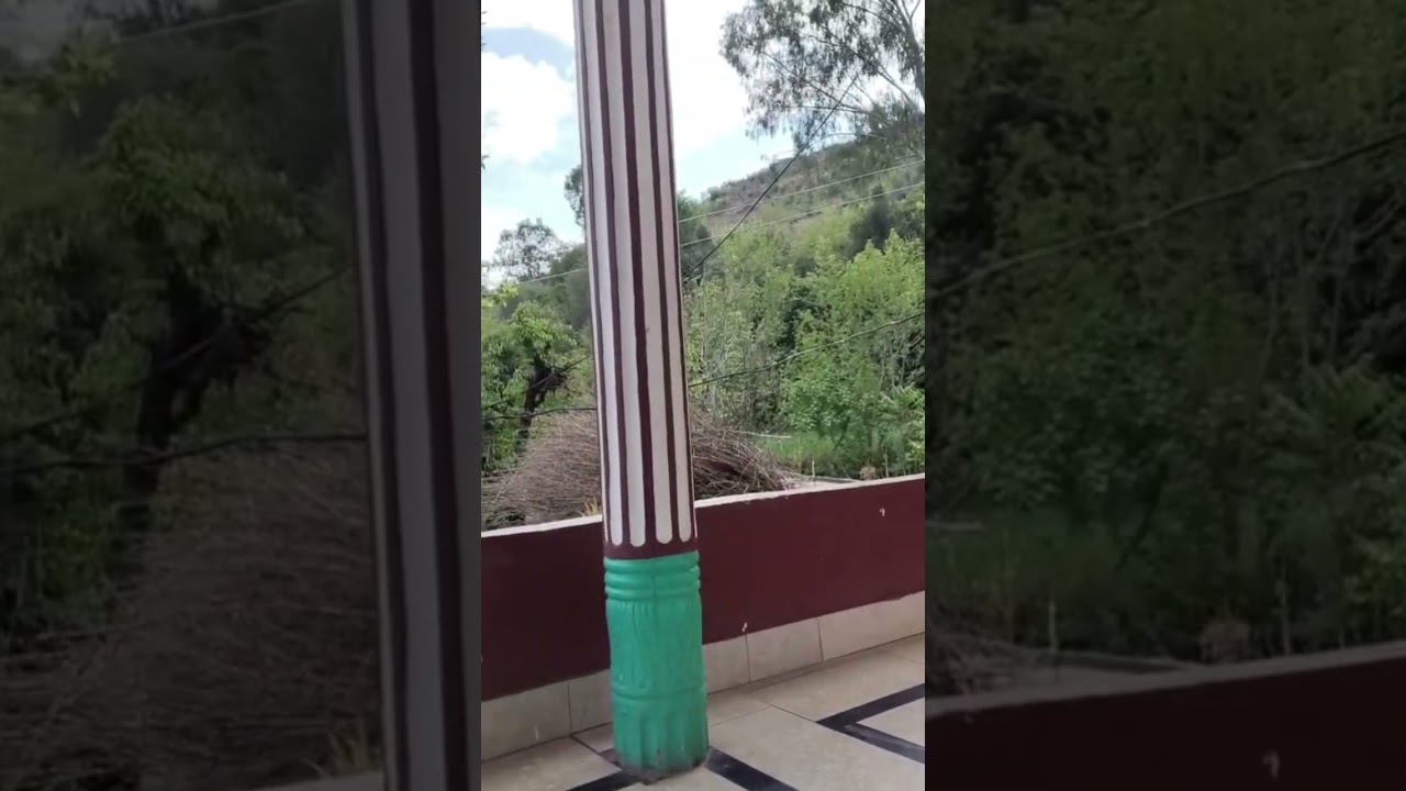 Dil ka rishta Barra he payara hai#kashmirvalley #dilkarishta #trending #greenery #lovelysong