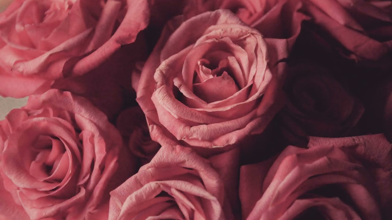 Pink Roses - HD Wall Art for TV - Quiet Galley - Art Screensaver TV - 2 Hours Valentines Day Décor