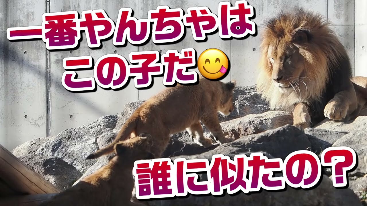 一番やんちゃはこの子だ‼️誰に似たの？【どう思う？】 #のんほいパーク #三つ子 #ライオン #アース #旭山動物園 #桐生が岡動物園 #安佐動物園 #lion  #シルク  #やんちゃ 