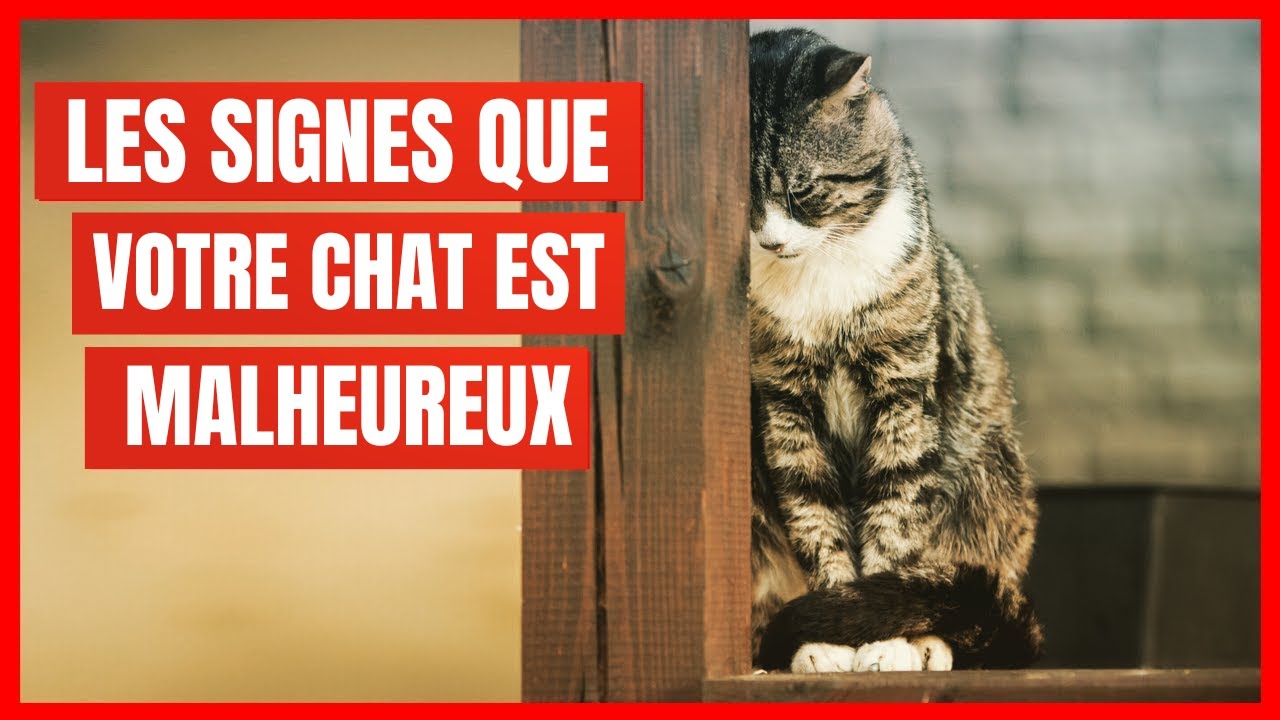 15 signes que votre Chat est malheureux (À NE JAMAIS IGNORER)