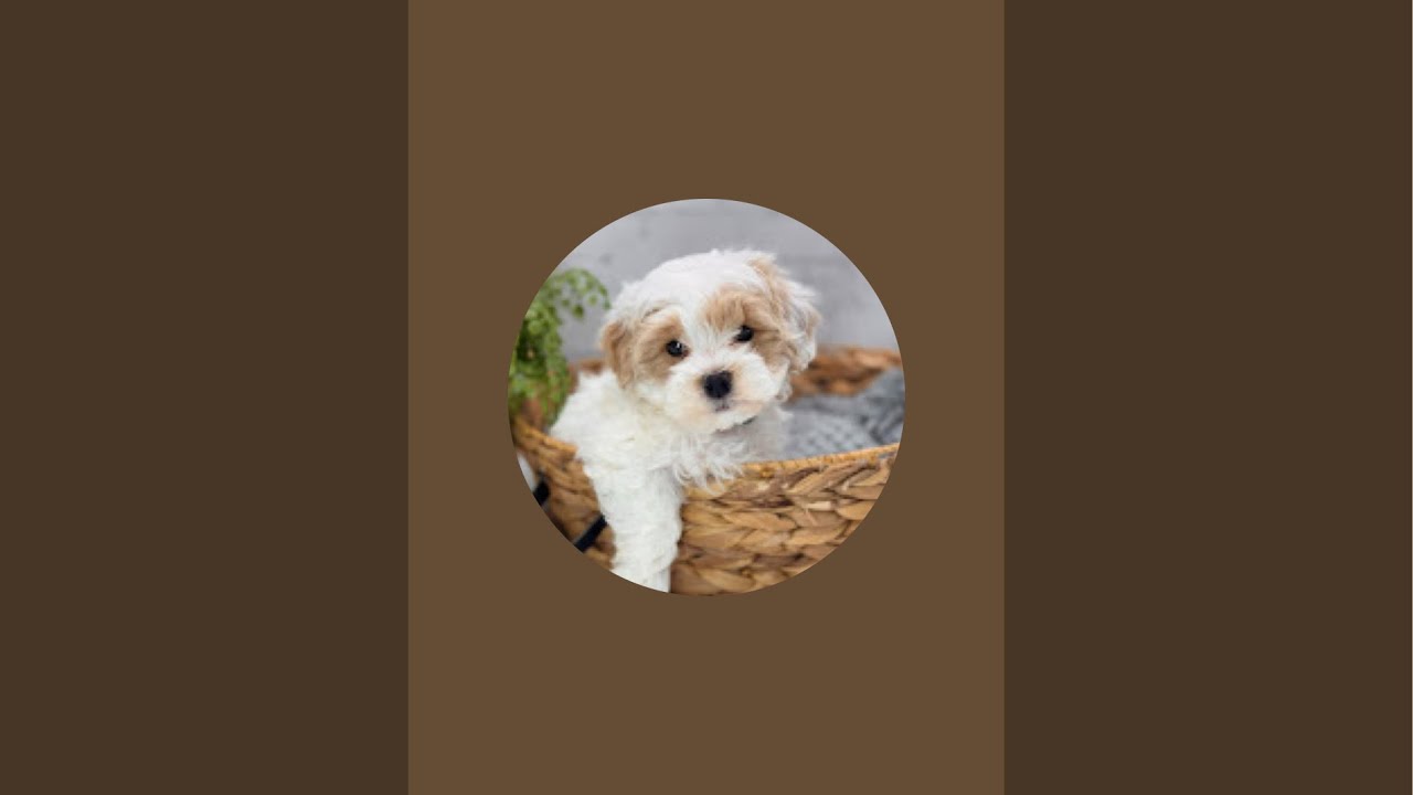 Live! 35 min of Maltipoo play time!!!
