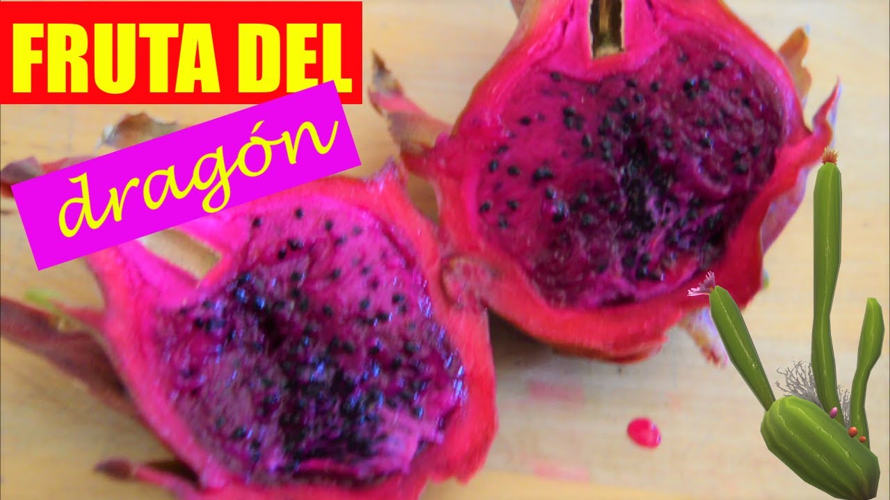 FRUTALES para el DESIERTO🌵Cómo cultivar PITAHAYA💜Cuidados,pitahaya en maceta,polinización,...
