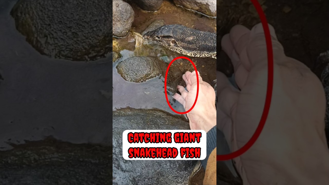where is he jump....? - SNAKEHEAD FISH #shorts  #fish #channa #viralvideo