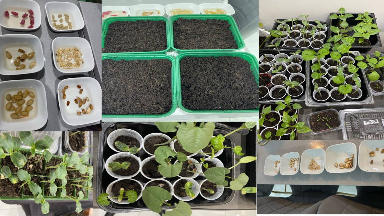Which vegetables can you grow in March মার্চ মাসে কি কি সবজি গাছ রোপন করবেন
