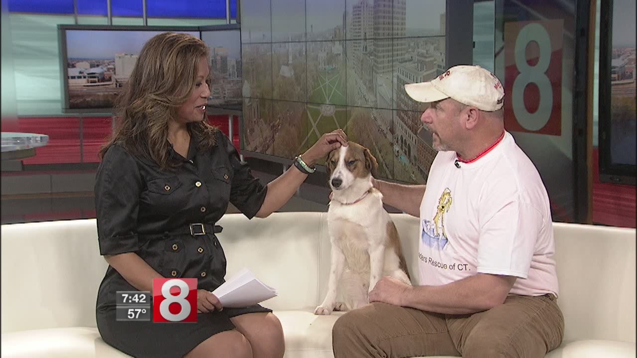 Deciding to adopt a pet with Pack Leaders Rescue of CT