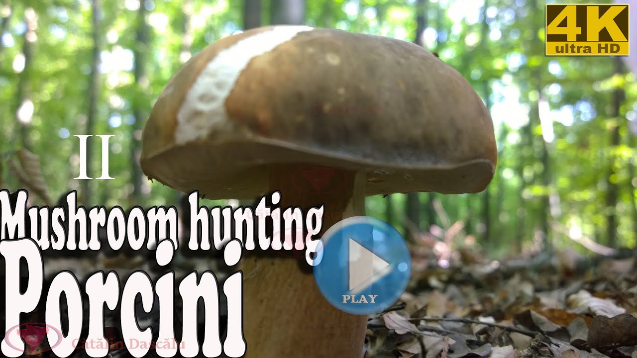 Mushroom hunting: porcini, penny bun, cep (2) 2020 Ultra Hd UHD 4K video