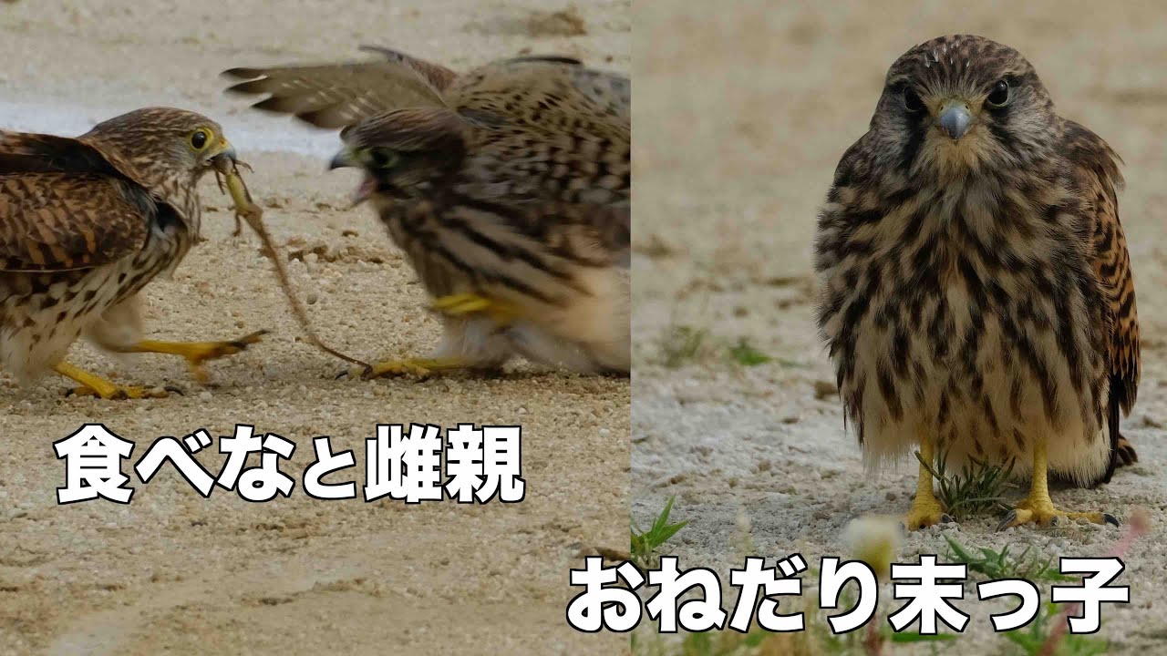 チョウゲンボウ 面白い末っ子幼鳥