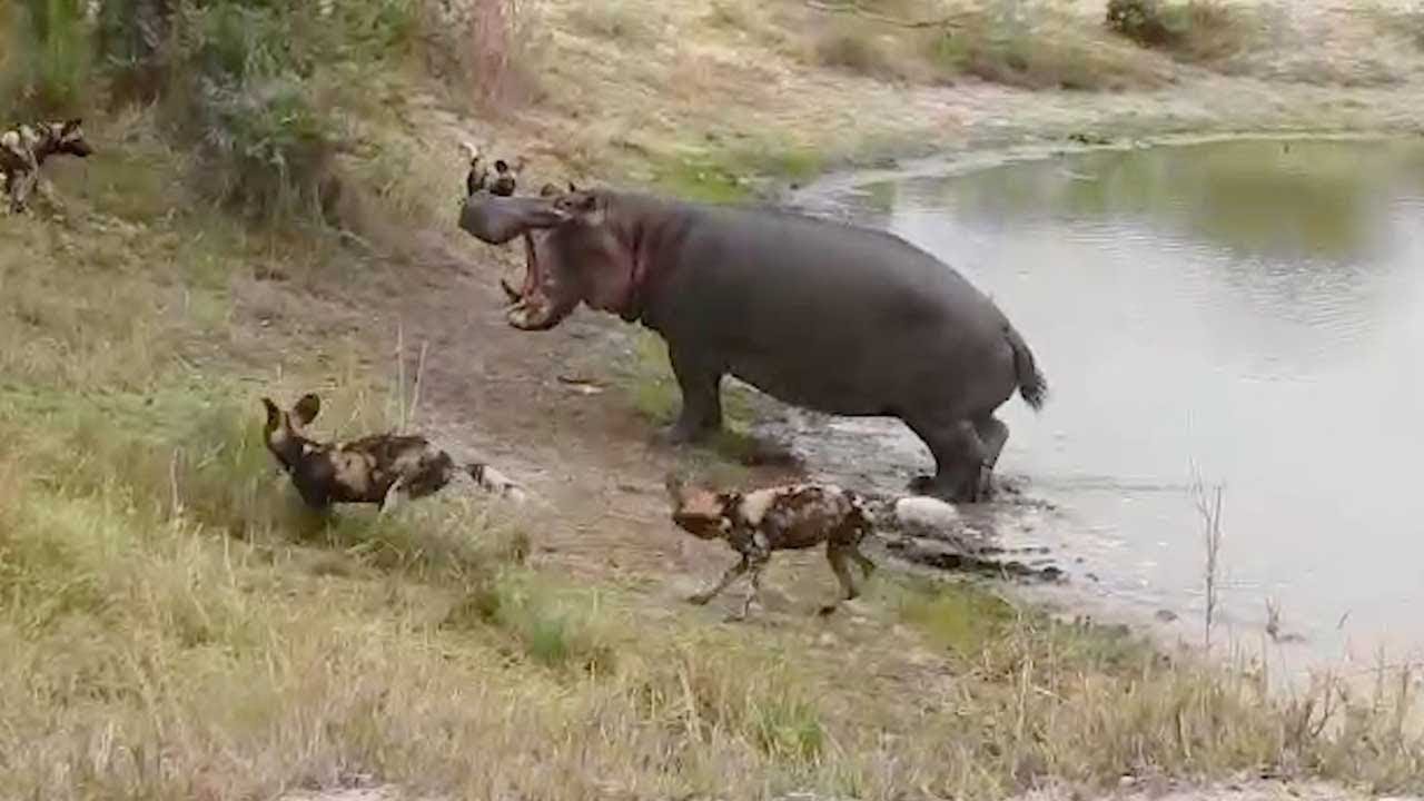 Angry Hippo Chases Off Wild Dogs