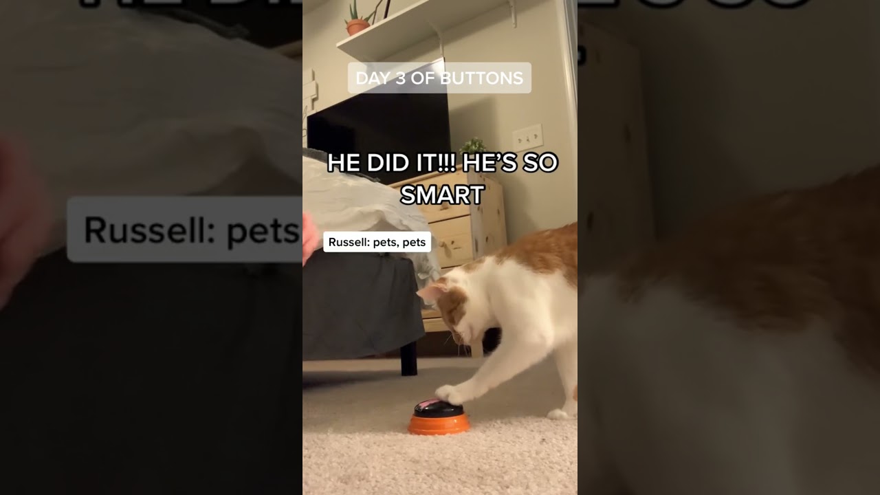 Cat Button Training Month 1 - July 2020