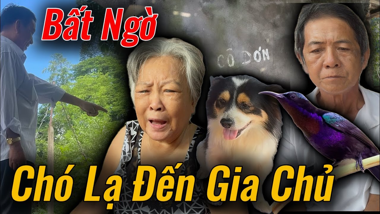 Bất Ngờ, Chim Lạ Vừa Đi Con Chó Đến Nhà Chú Út Đuổi Không Đi Gì Chuyện Này