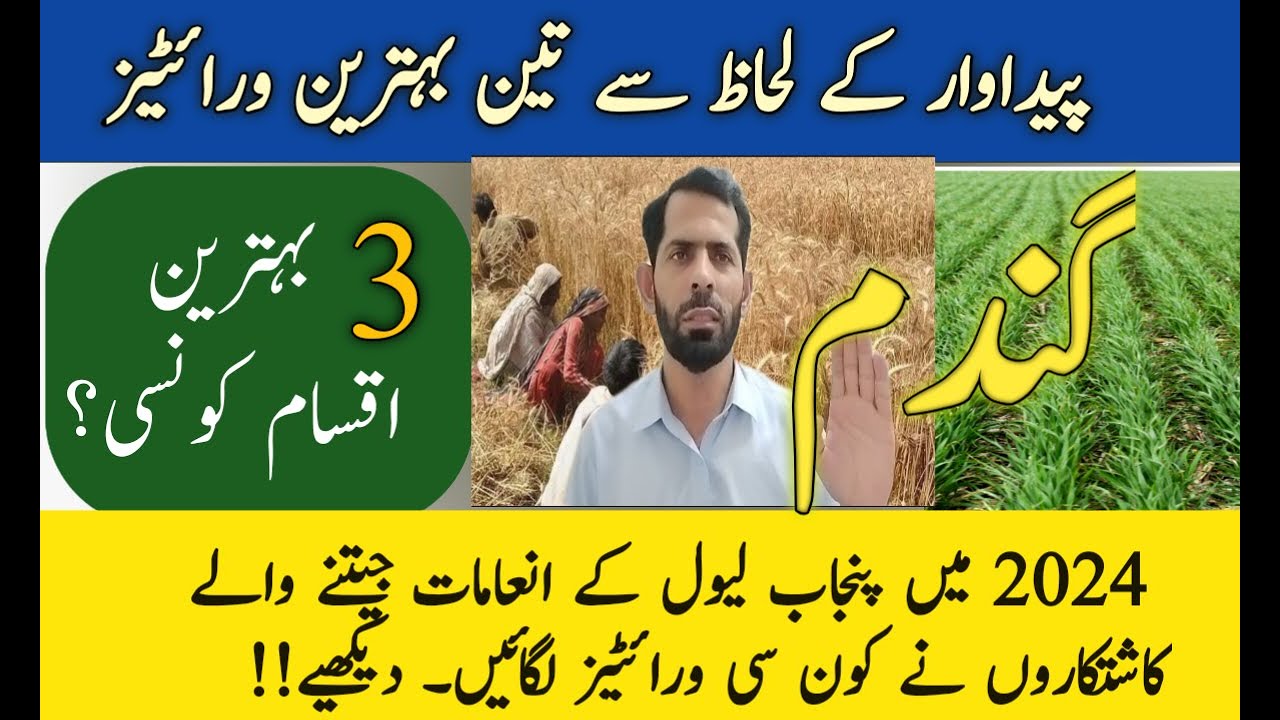 Best top 3 Wheat Varieties (Seeds) in Pakistan | High Yielding Wheat Varieties with Salient Features