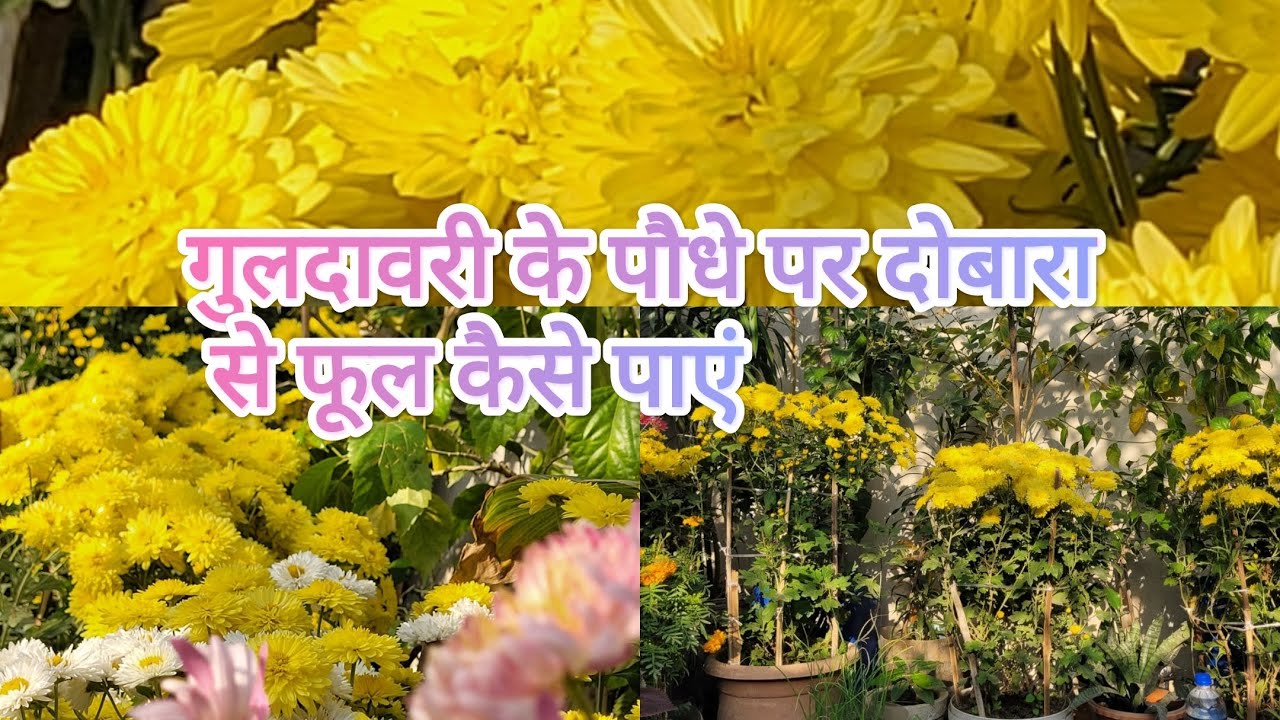 गुलदावरी के पौधे पर दोबारा फूल कैसे पाएं? @HARIKIBAGIYA 