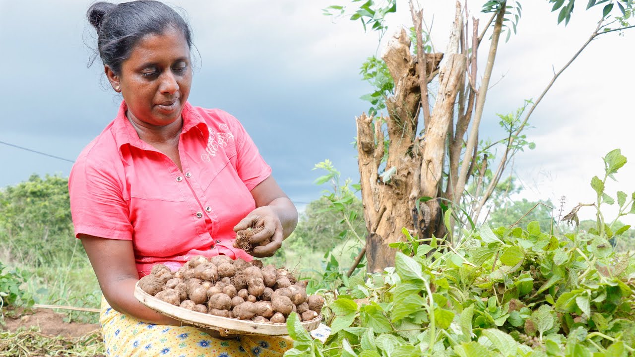 My whole family enjoyed a delicious Chinese potato curry for dinner. .village kitchen recipe