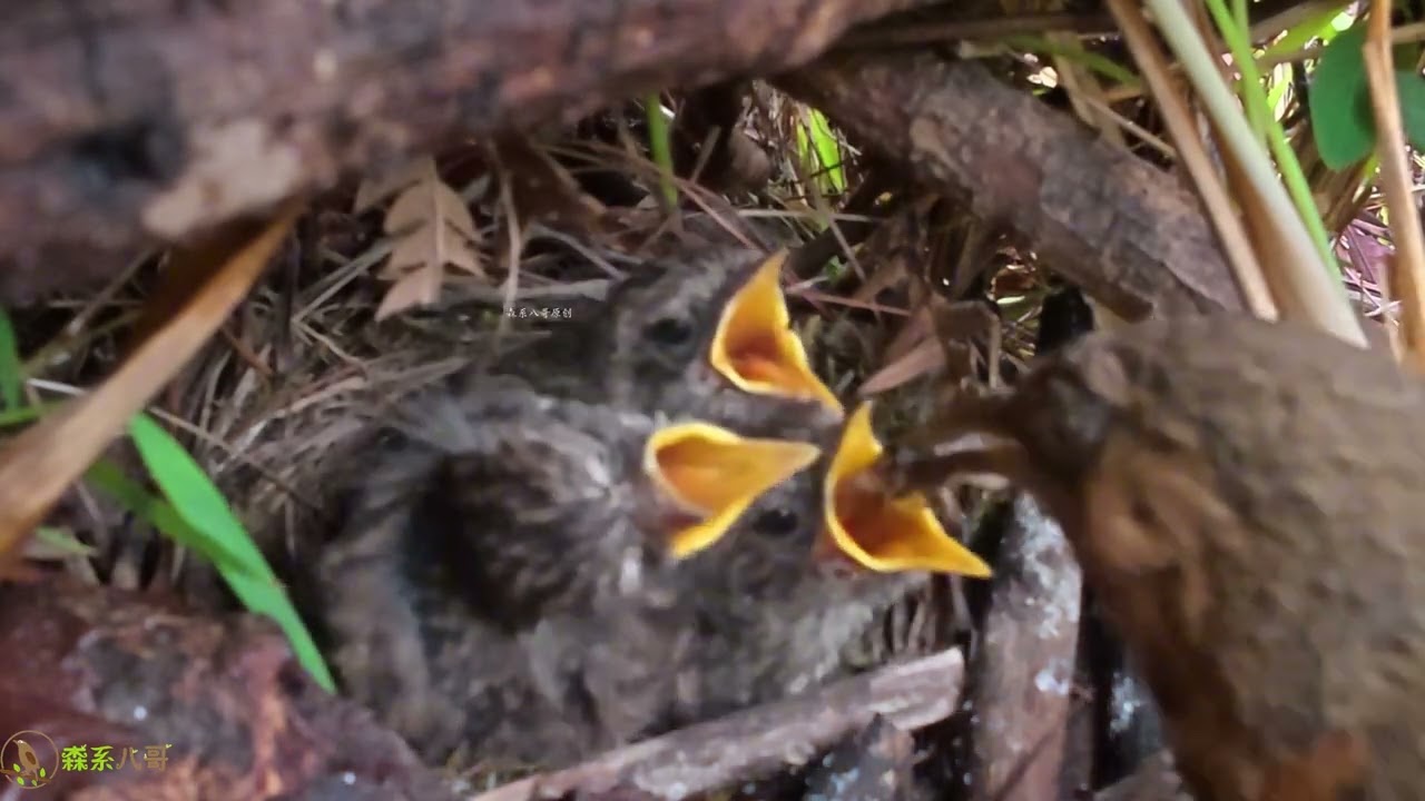 The long-billed bird stuffs its chick's mouth full of food长嘴鸟给小鸟塞下满嘴食物，小鸟被噎得好难受