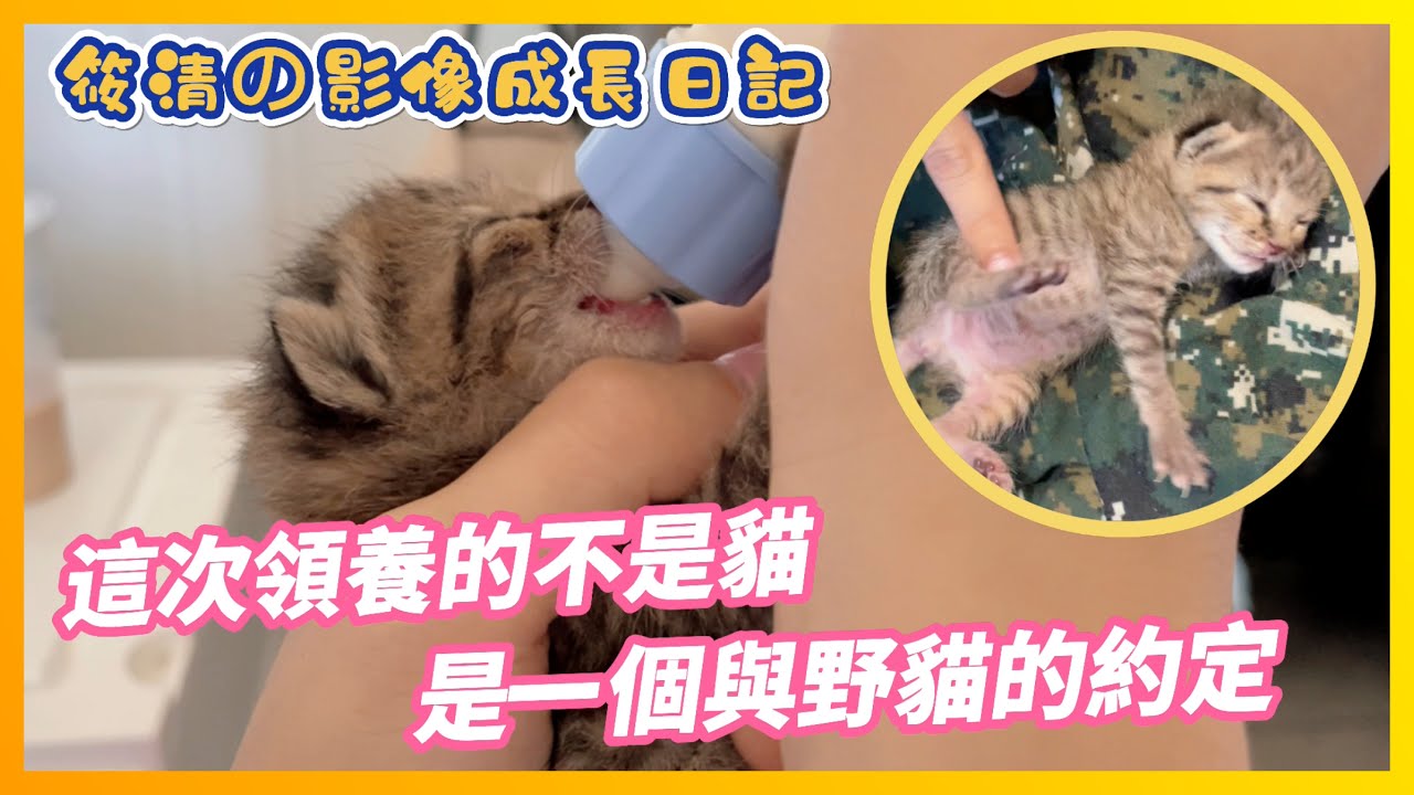 【Qi黃帝】領養奶貓Vlog 這次的領養有一個很感人的故事  | 主頻道➤@zxsdexz