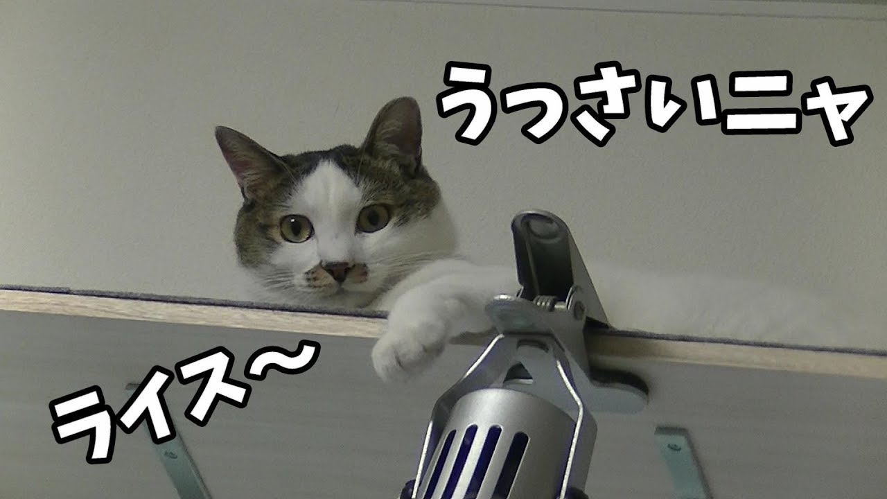 キャットウォークにいる猫を呼ぶと来てくれるのか？