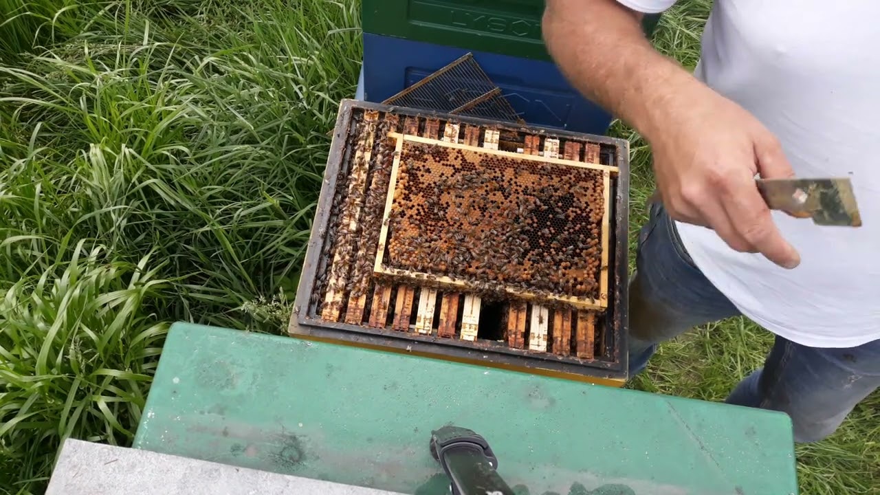 08.05.2024 Tworzenie odkładów na ramce wielkopolskiej.