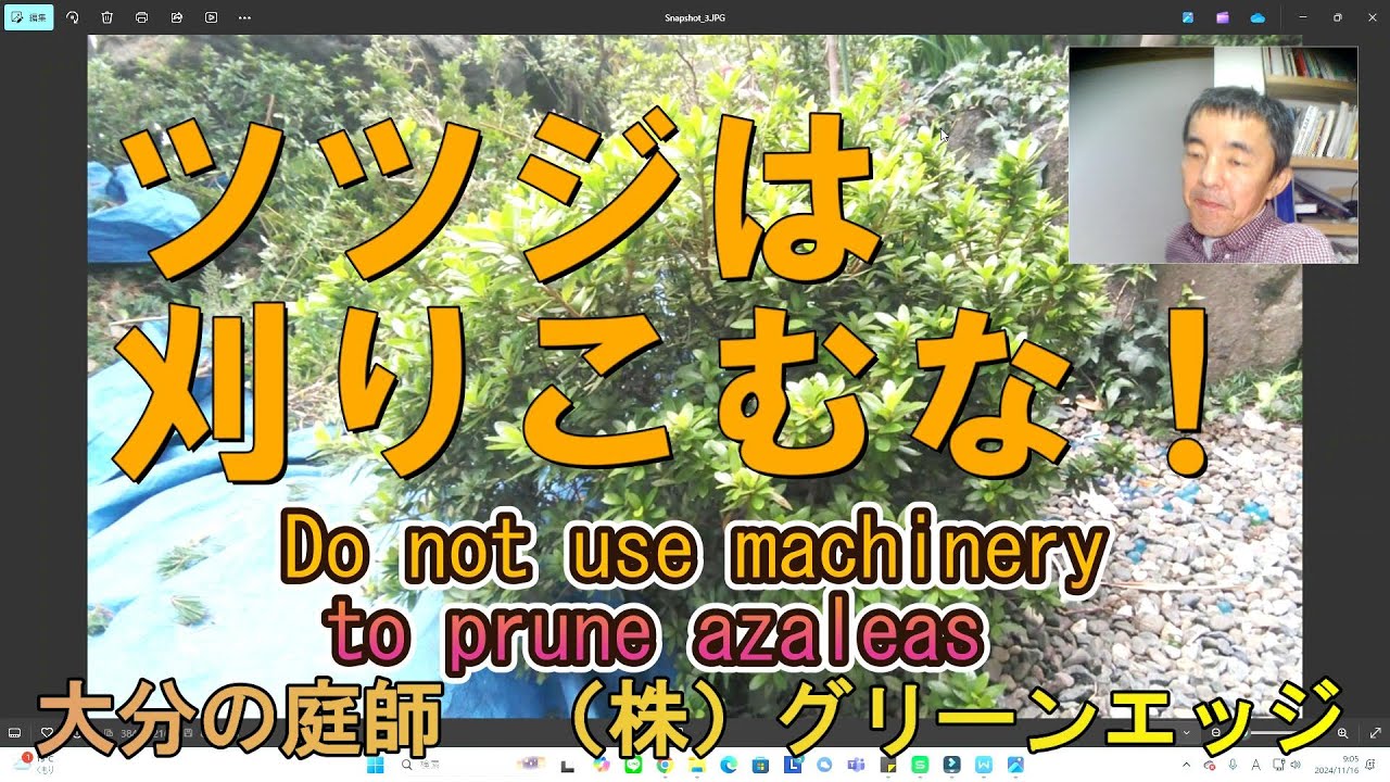 ツツジの剪定方法　Pruning azaleas　大分の庭師　Japanese Gardener