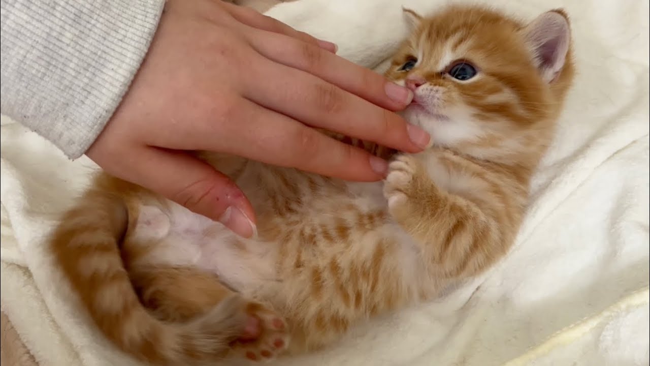 人間と初めて触れ合う赤ちゃん子猫。