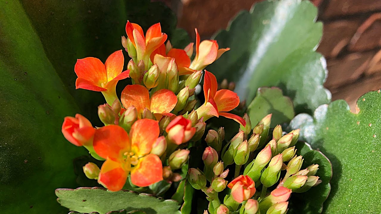 【花】カランコエの育て方・植え付け