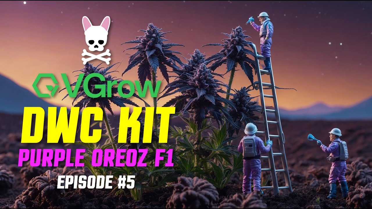 Vivosun VGrow DWC &mdash; Lollipopping & LST &mdash; Purple Oreoz &mdash; Идеально для домашнего выращивания
