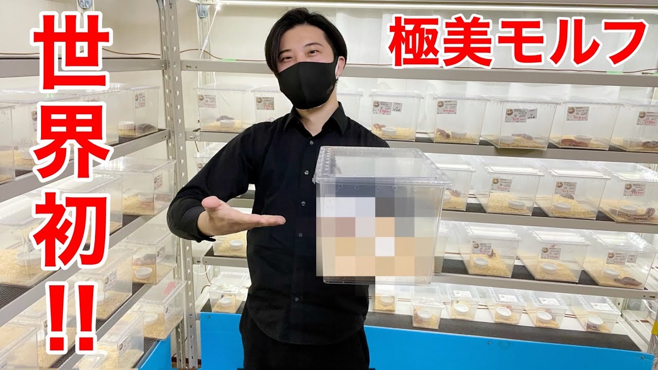 【世界初】1匹70万円近くする最先端激レアなニシアフを紹介！！【ニシアフリカトカゲモドキ】