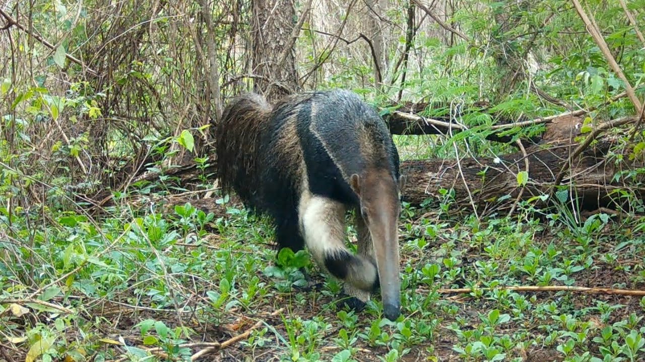Trail Camera Captures Ocelot, Giant Anteater and Coati in the Wild