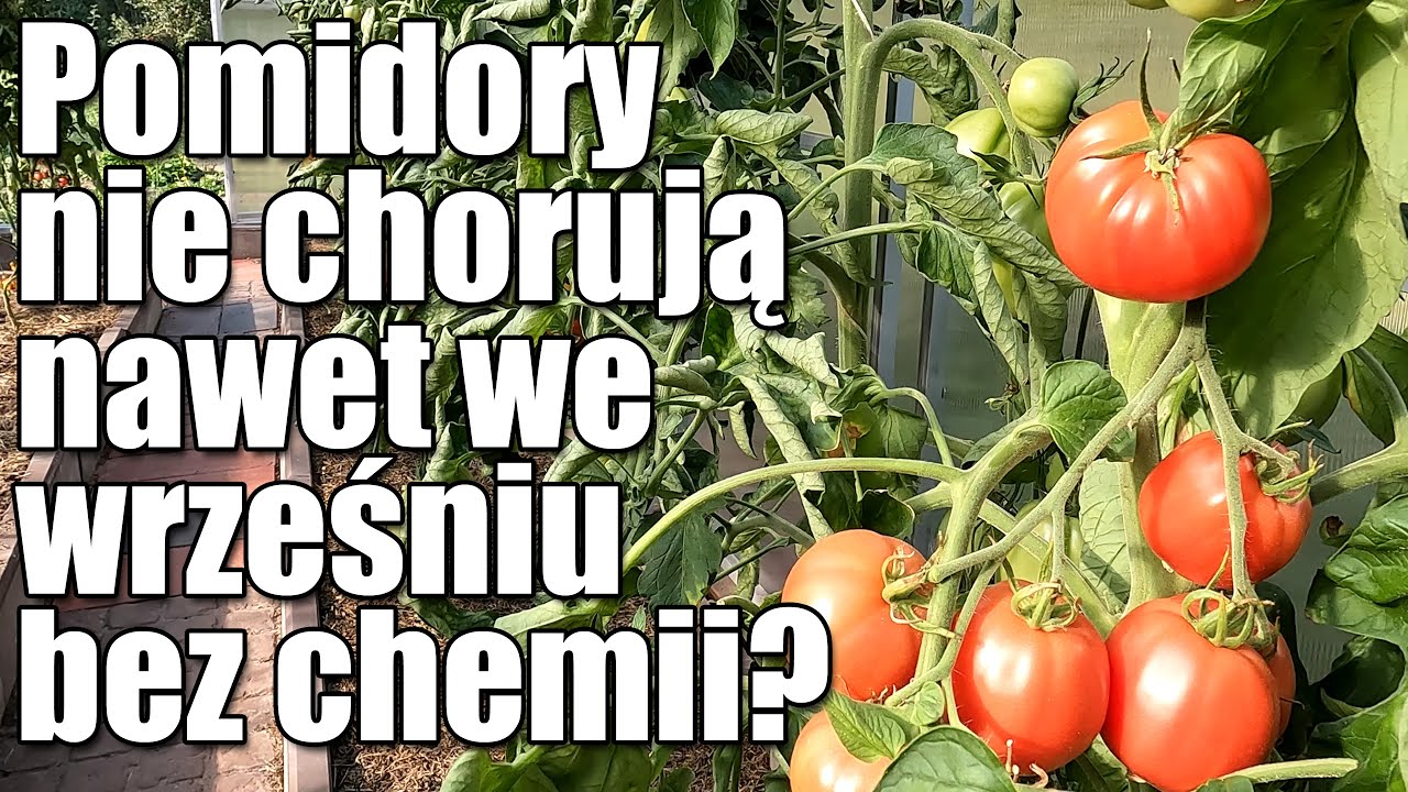 Pomidory nie chorują nawet we wrześniu bez użycia chemii? Podstawy zapobiegania chorobom pomidorów.