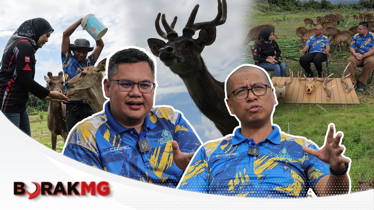 Borak MG: Rusa Lenggong: Ternakan Eksotik Laris Dipasaran